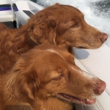 <h5>Pelican Lake</h5><p>Shauna's dogs Belle and Rueger love the lake air!</p>