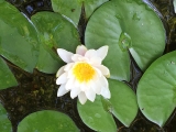<h5>Water Gardening</h5><p>Addy has the touch! Her water gardens produced this beautiful flower.</p>