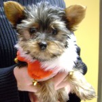 Welcome Roxie!