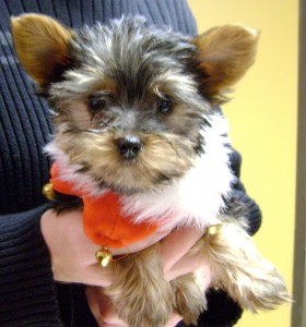 Welcome Roxie!