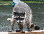 <h5>Going Wild Winner - Busted Bandit</h5>