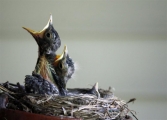 <h5>Youth Recognition - Feed Me Momma</h5>