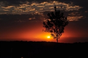<h5>Youth Recognition - Tree Silhouette</h5>