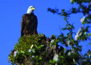2012 Winner in the Going Wild Category by Connie Garritsen